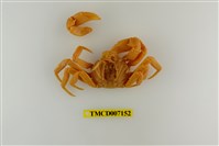 藏品(拉氏清溪蟹)的圖片